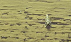 Leptosteges parthenialis