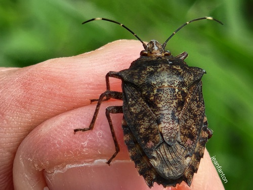 Pseudevoplitus costalimai