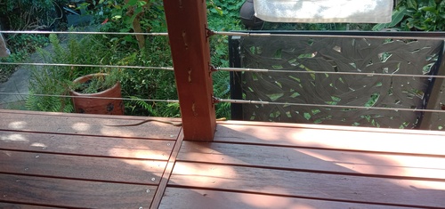 Common Tree Snake sighting