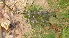 Serruria kraussii