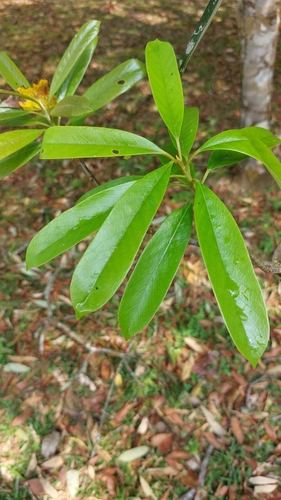 Symplocos glauca (Symplocos glauca)