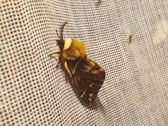 Endromis versicolora