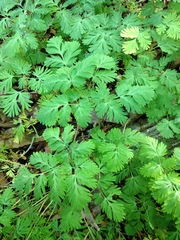 Dicentra cucullaria