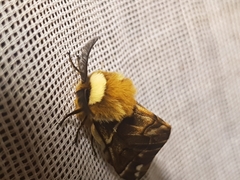 Endromis versicolora