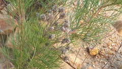 Serruria kraussii