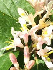 Lonicera × bella