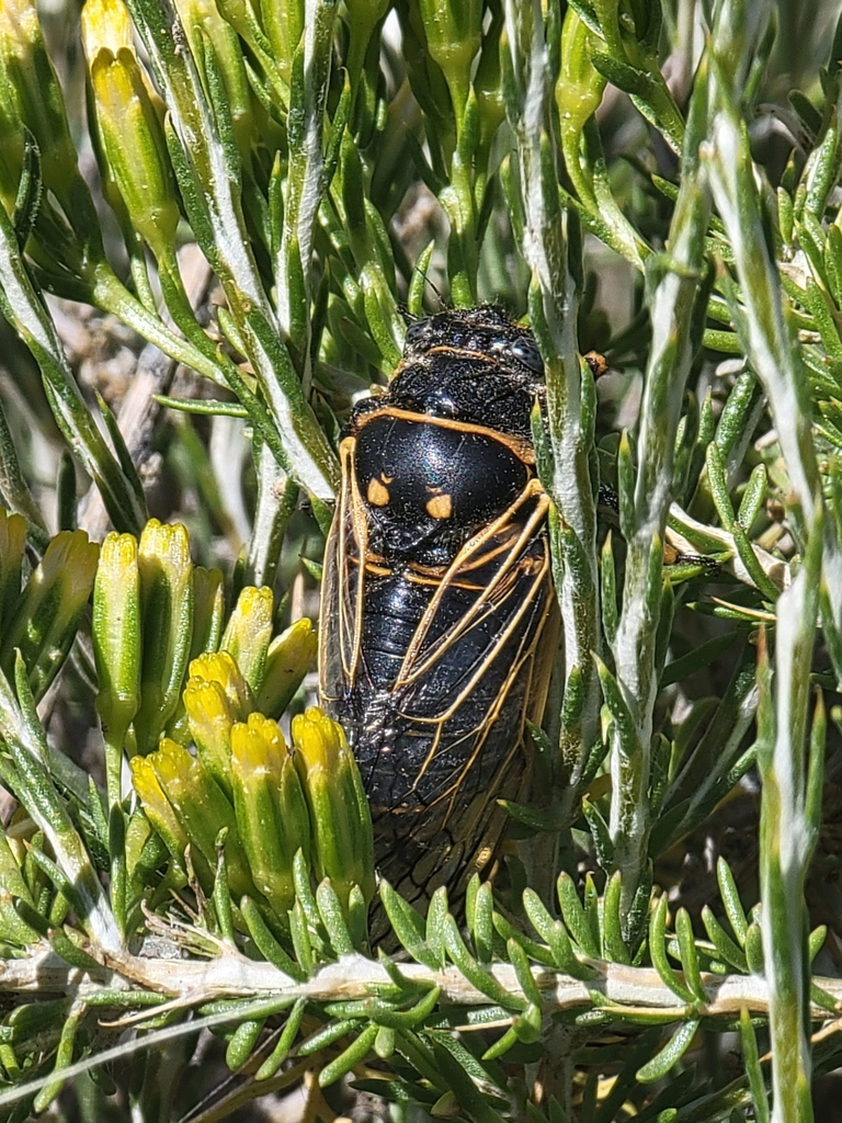 Okanagana gibbera