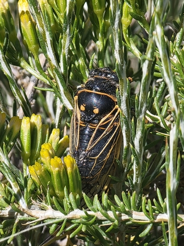 Okanagana gibbera