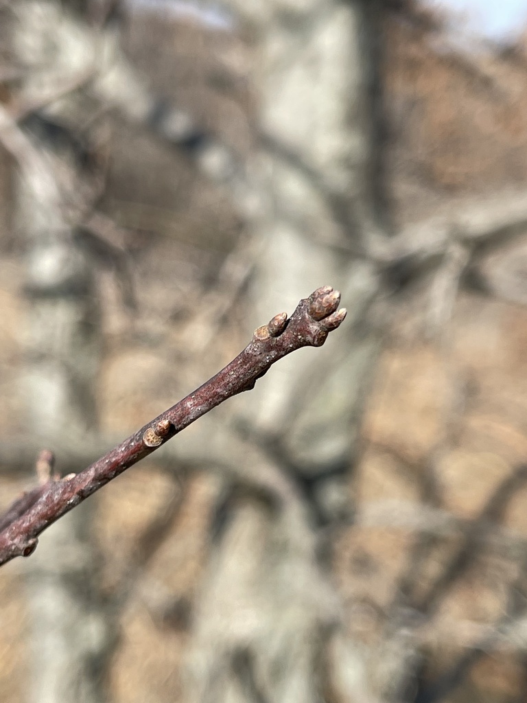 northern-pin-oak-from-richard-j-dorer-memorial-hardwood-state-forest