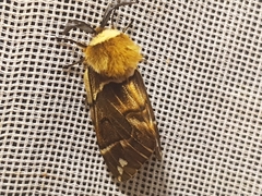 Endromis versicolora