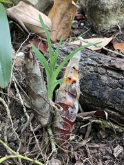Mormodes