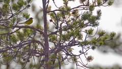 Motacilla flava thunbergi