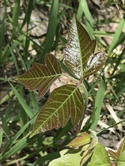 Toxicodendron radicans negundo
