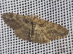 Cleora cinctaria