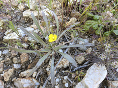 Camissoniopsis pallida