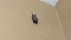 Mormoops megalophylla