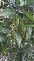 Miconia notabilis