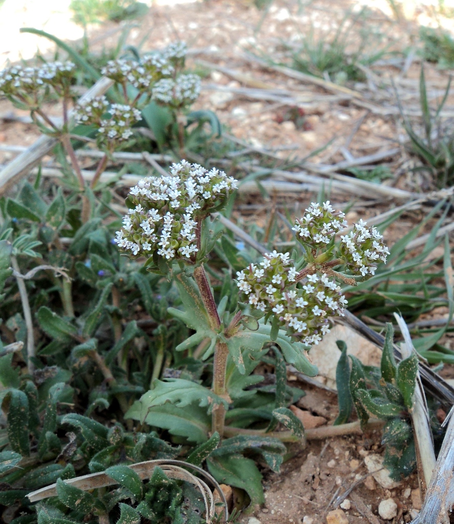 Valerianella stephanodon