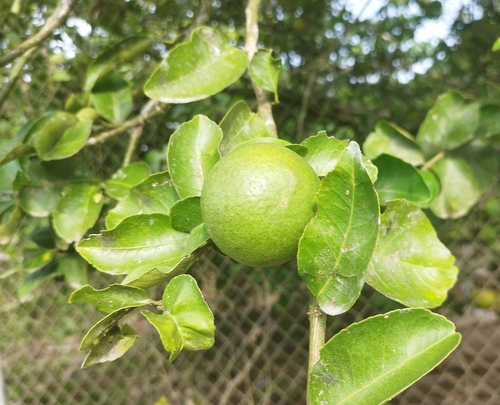 Foto de Limão galego