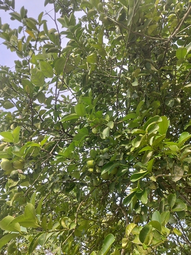 Foto de Limão galego
