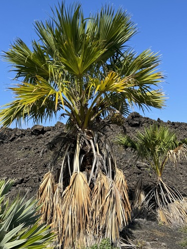 Image of Pritchardia maideniana by (c) Lindsey K. Wise, some rights reserved (CC BY)