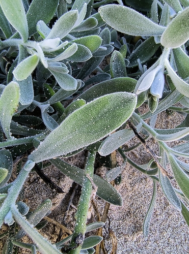 Image of Heliophila cinerea by no rights reserved