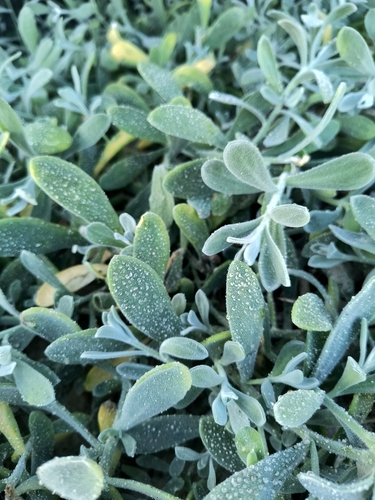 Image of Heliophila cinerea by no rights reserved