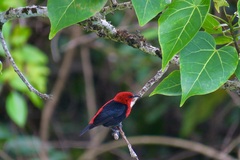 Samoan Myzomela