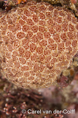 Aplidium flavolineatum