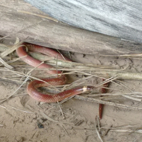 Phalotris nasutus