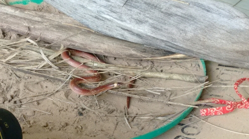 Phalotris nasutus