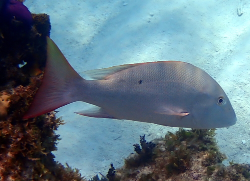 Mutton Snapper