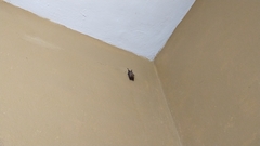 Mormoops megalophylla