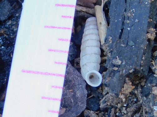 Urocoptidae