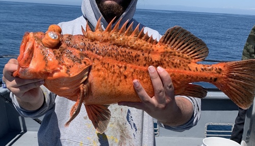 Bronzespotted rockfish (Sebastes gilli) — Sebastidae