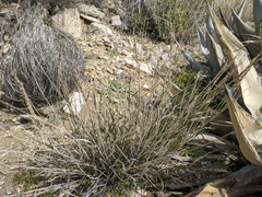 Hilaria rigida