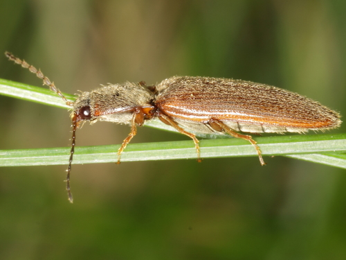 Athous subfuscus, photo 4 of 7
