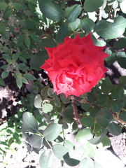 Rosa