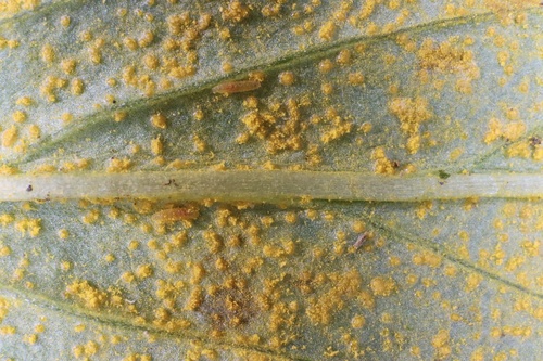 Pucciniastrum pustulatum