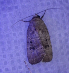 Elaphria fuscimacula