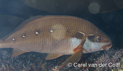 Chirodactylus brachydactylus