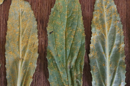 Pucciniastrum pustulatum