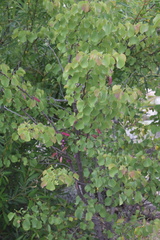 Cercis occidentalis