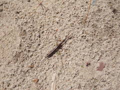 Ranatra fusca