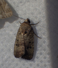 Elaphria fuscimacula