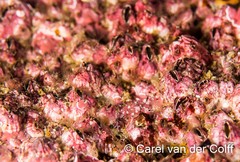 Austromegabalanus cylindricus