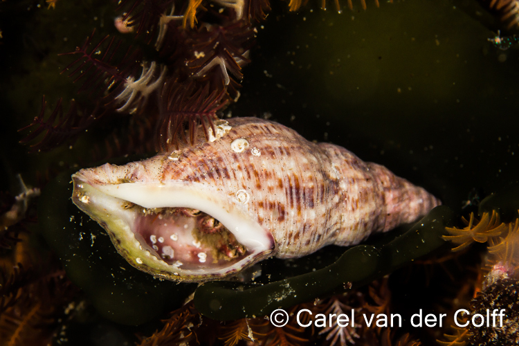 Ribbed Turrid Snail