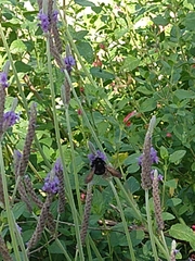 Xylocopa sonorina