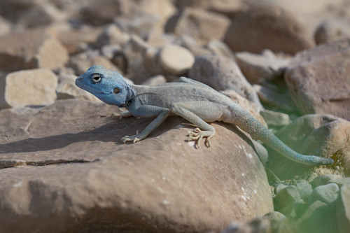 Pseudotrapelus aqabensis