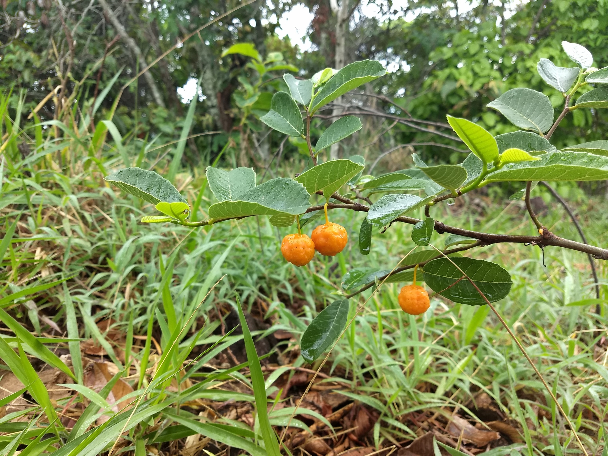 Brosimum gaudichaudii